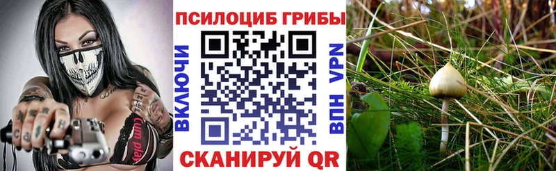 Псилоцибиновые грибы мицелий  KRAKEN рабочий сайт  Чекалин 